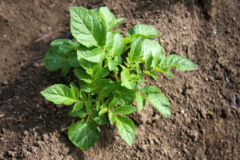 container herb gardening for beginners