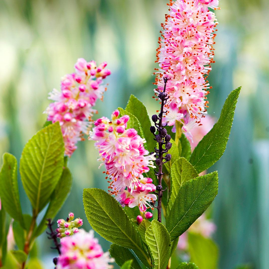 gardening tips and tricks for back pain