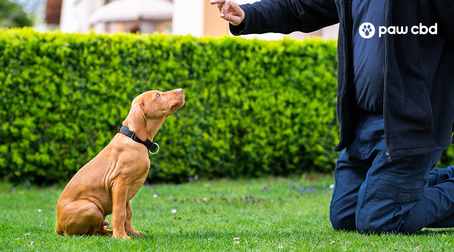 How to use a Dog Bite Training Trainer for Working Dogs

