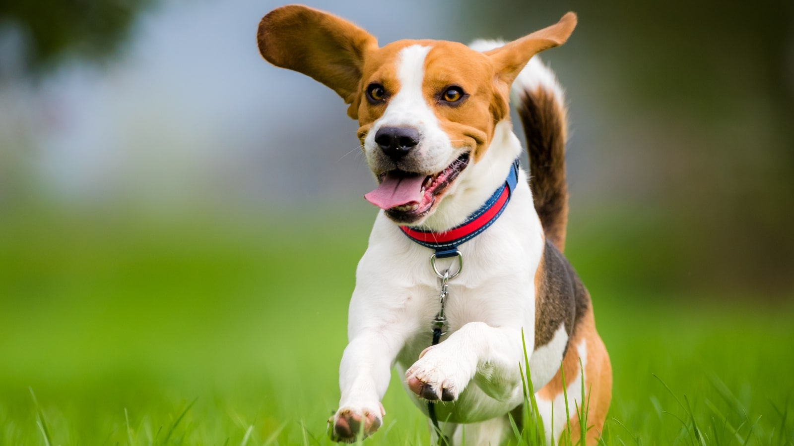 track your dog microchip app