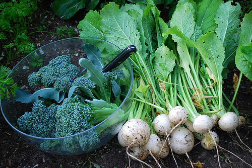vegetable gardening online