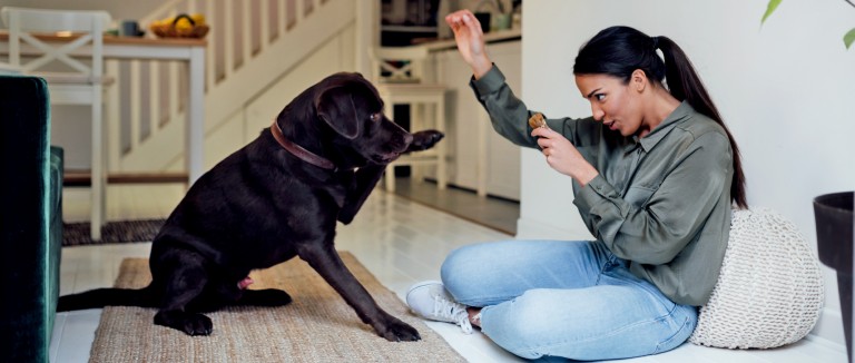 Three tips for dog training off leash

