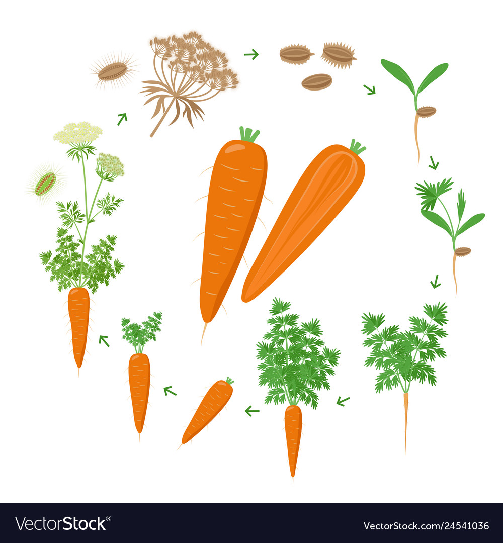 An Introduction to Gardening Vegetables
