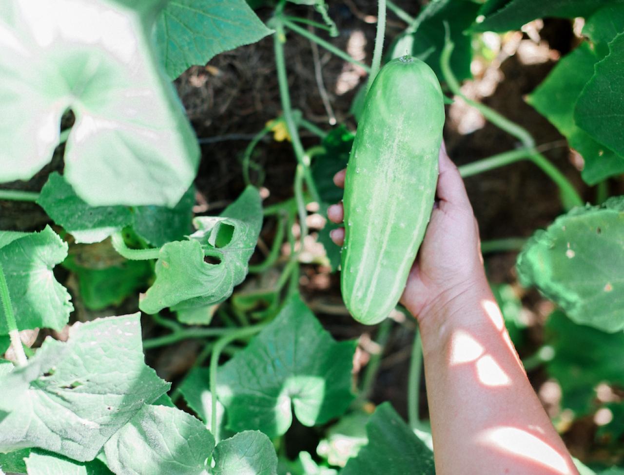 vegetable garden tips and tricks