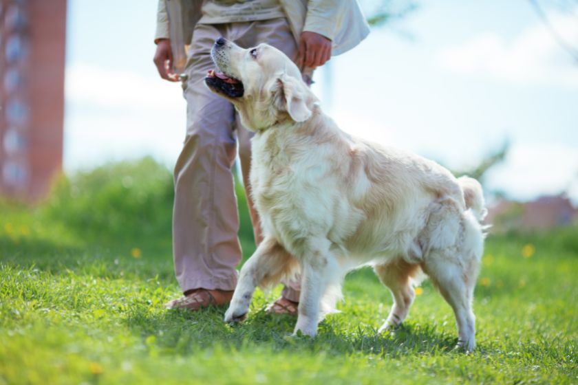 What You Need To Know About Dog Training
